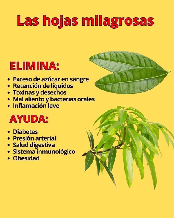 5 cosas que las Hojas de Mango Pueden Ayudar a “Eliminar” o Reducir.