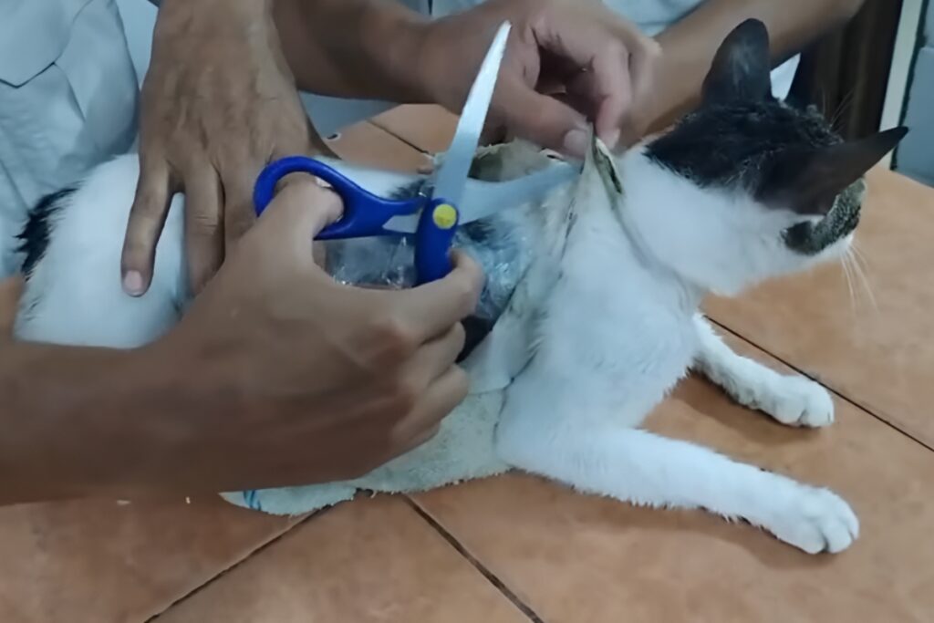 Insólito caso en Costa Rica: Gato detenido por contrabando de drogas en cárcel de Pococí.