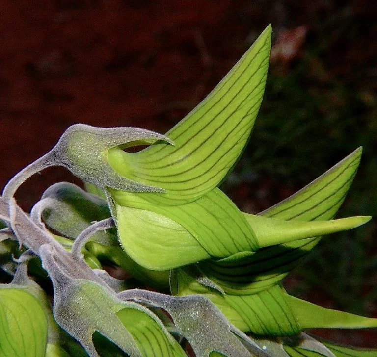 📰 Descubren una Planta con Flores que Imitan a un Colibrí: Un Asombroso Ejemplo de la Naturaleza.