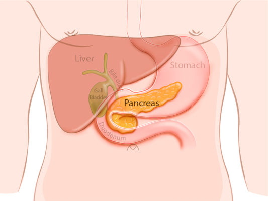 Proteger tu Páncreas: Claves para una Vida Saludable.