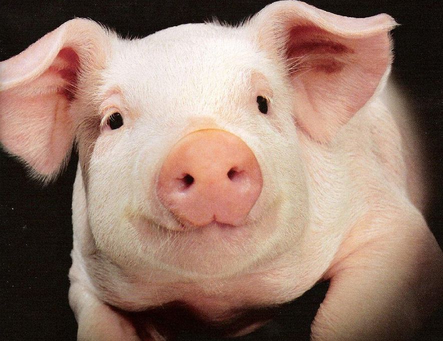 Histórico trasplante de pulmón de cerdo a humano con muerte cerebral marca un hito en la medicina.