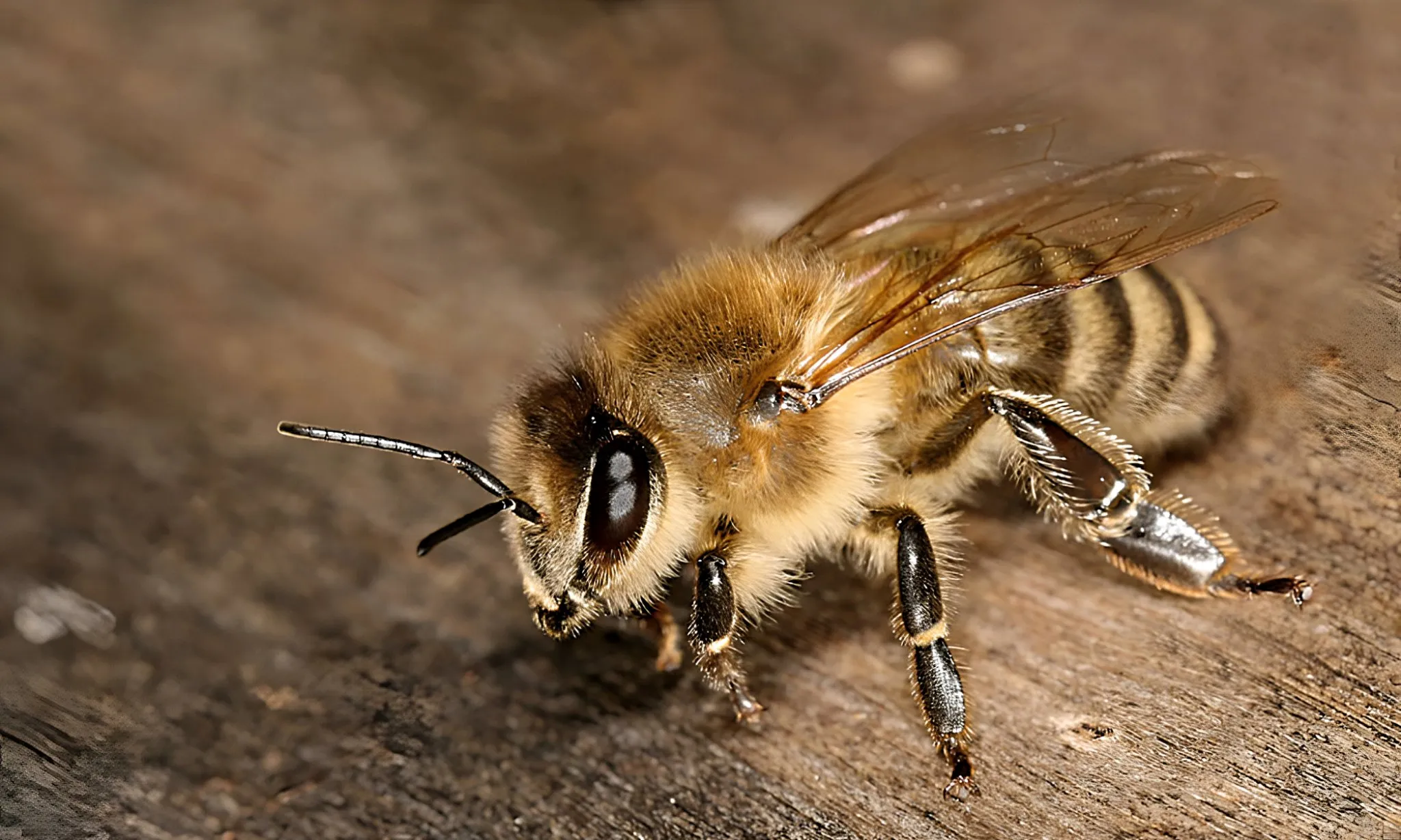 ¿Por Qué las Abejas Africanas Son Tan Peligrosas?.