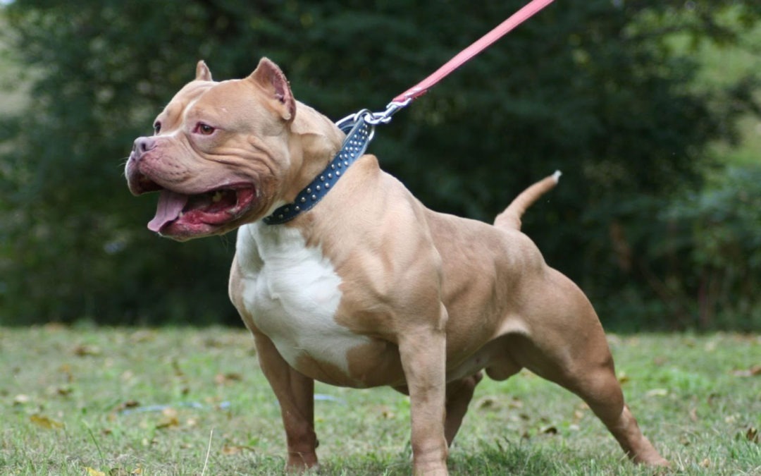 Tragedia en Carazo: Adulto mayor es atacado por perros pitbull.